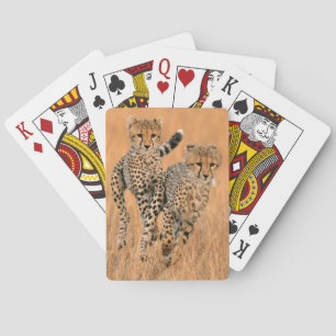 Baralho Funcionamento novo das chitas (Acinonyx Jubatus)