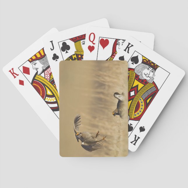 Baralho Galinhas da pradaria masculina no Condado de Loup (Verso)