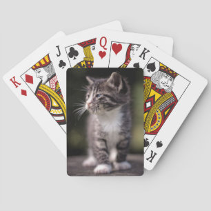 Baralho Gatinho que está alto