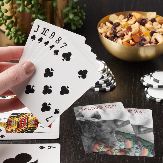 Baralho Gatinho Siamês Adorável Dorme Com Modelo De Labora (In situ)