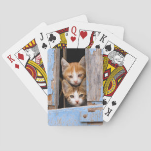 Baralho Gatinhos bonitos em uma janela de vinheta, tocando