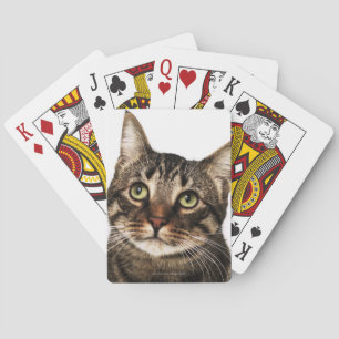Baralho Gato no fundo branco 2