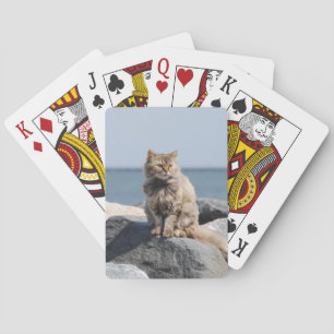 Baralho Gato Soprado pelo Vento ao Mar