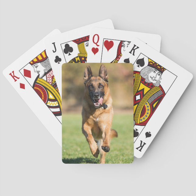 Baralho German shepherd em execução (Verso)