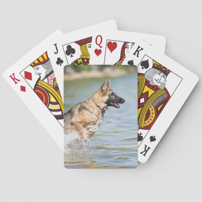 Baralho German shepherd Salta Em Água (Verso)