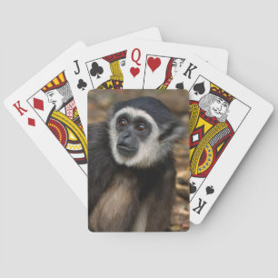 Baralho Gibão-de-mãos-brancas (Hylobates Lar), Monkeyland