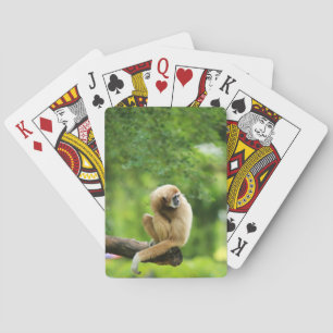 Baralho Gibbons de mão branca numa árvore