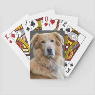 Baralho Golden Retriever Cachorro Isolado