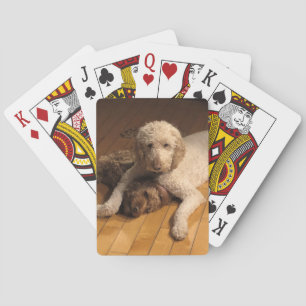 Baralho Goldendoodle BFFs