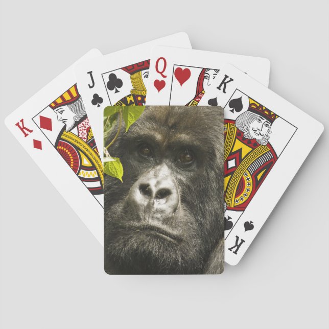 Baralho Gorila-da-montanha, Gorilla beringei beringei, (Verso)