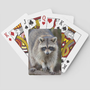 Baralho Guaxinim, Procyon lotor, Flórida, EUA 2