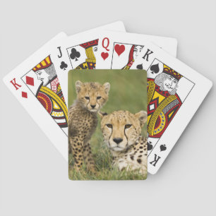 Baralho Guepardo, Acinonyx jubatus, com filhote