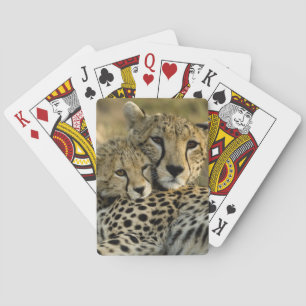 Baralho Guepardo, Acinonyx jubatus, com filhote no Masai 2