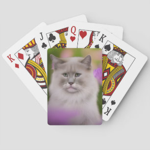 Baralho Handsome Maine Coon Himalayan Cat