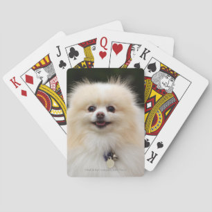 Baralho Headshot 1 de Pomeranian