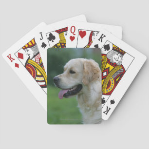 Baralho Headshot 2 2 do golden retriever