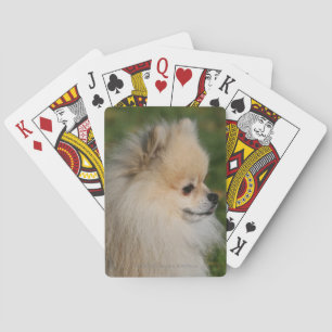 Baralho Headshot 2 de Pomeranian