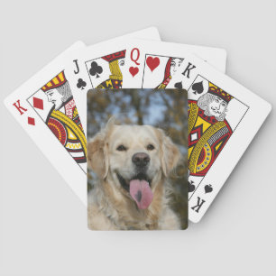 Baralho Headshot 3 do golden retriever