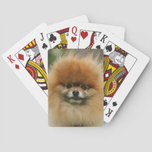 Baralho Headshot de Pomeranian que olha a câmera