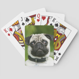 Baralho Headshot do Pug