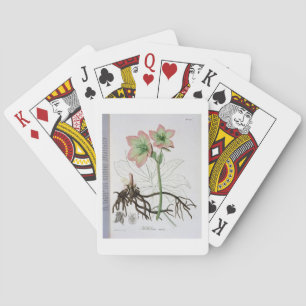 Baralho Helleborus Niger de "Phytographie Medicale" por J