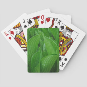 Baralho Hosta sai com pingos de chuva tocando cartas
