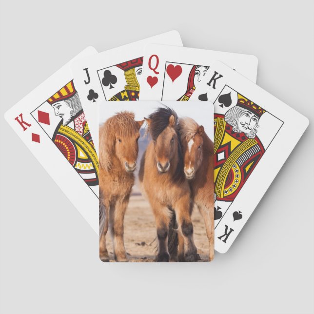 Baralho Icelandic Horse during winter (Verso)