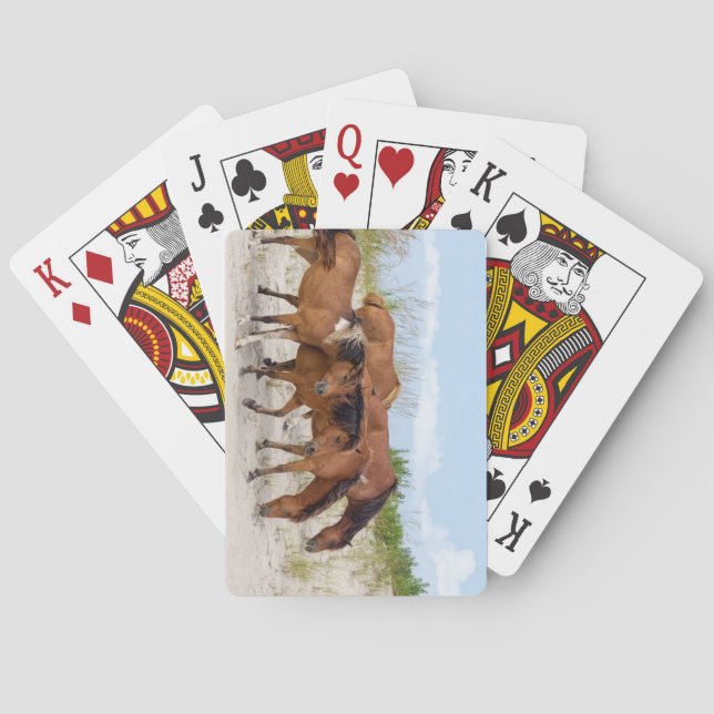 Baralho Ilha Assateague, Maryland (Verso)