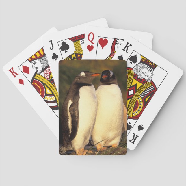 Baralho Ilhas Falkland. Pinguins Gentoo. (Pyroscelis (Verso)