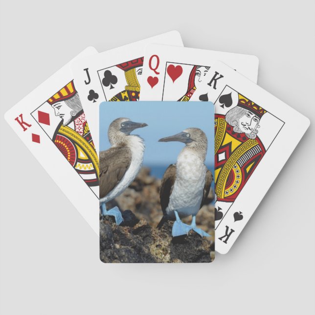 Baralho Ilhas Galápagos, Ilha Isabela (Verso)