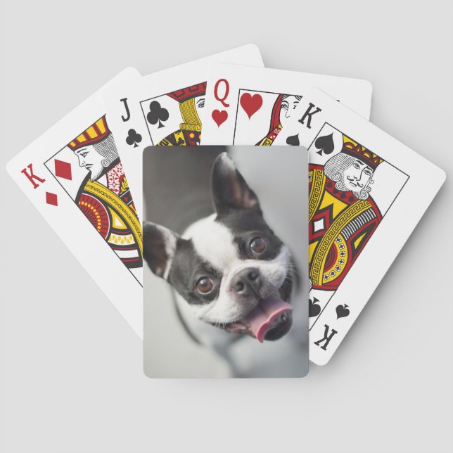 Baralho Imagens Getty | Buldogue francês (Verso)