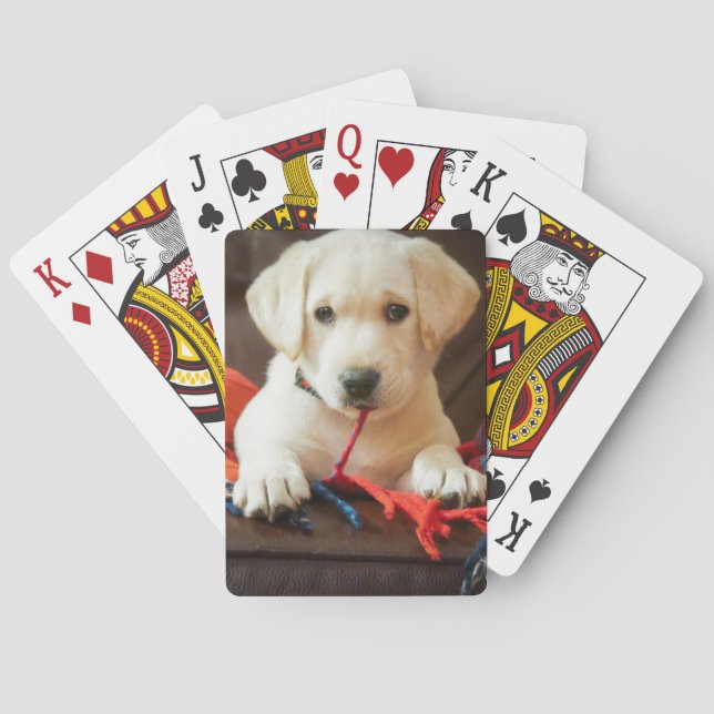 Baralho Imagens Getty | Puppia Em Sofá (Verso)