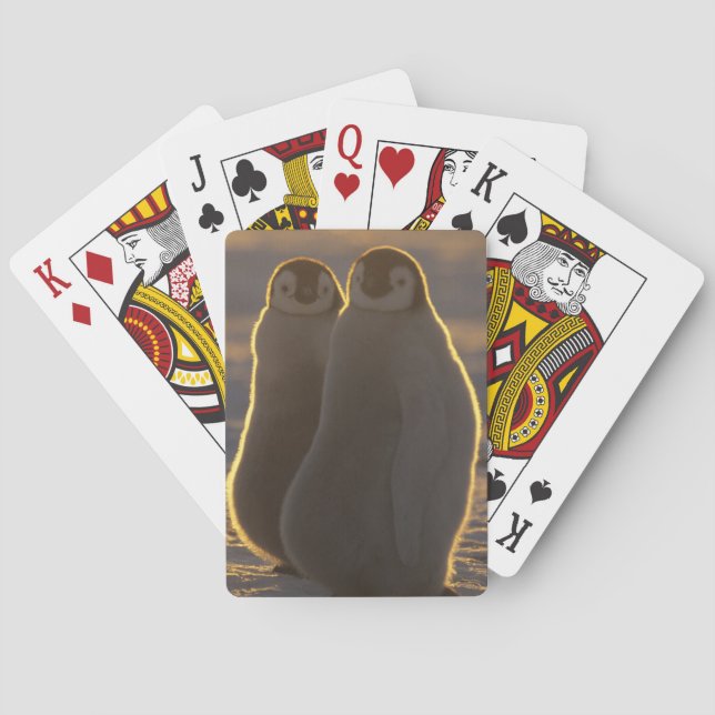 Baralho Imperador Penguins (Verso)