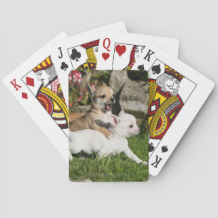 Baralho Jogo do filhote de cachorro da chihuahua