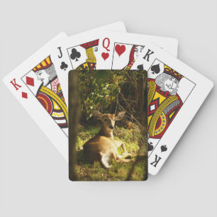 Baralho Jovem Buck Bicycle Play Cards