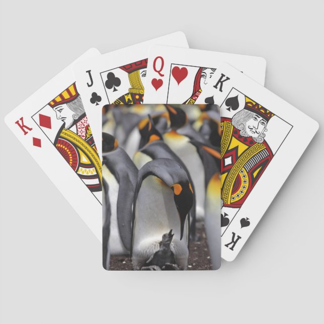 Baralho King Penguin com Pintinho (Verso)