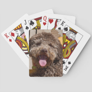 Baralho Lagotto Romagnolo Deitado Em Uma Bancada De Madeir