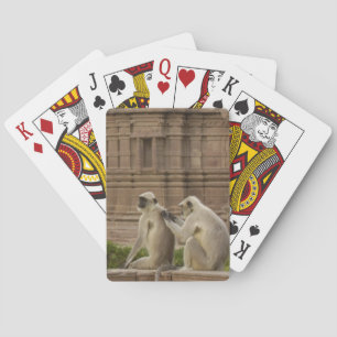 Baralho Langures de Hanuman ou Langur cinzento, comum ou d