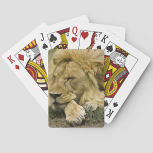 Baralho Leão Africano, Panthera leo, deitado dormindo