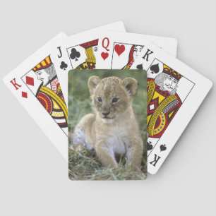 Baralho leão-africano, Panthera leo), Tanzânia,