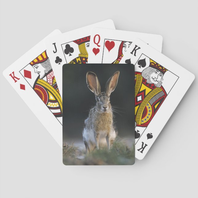 Baralho Lebre-de-cauda-preta, Lepus californicus, 2 (Verso)