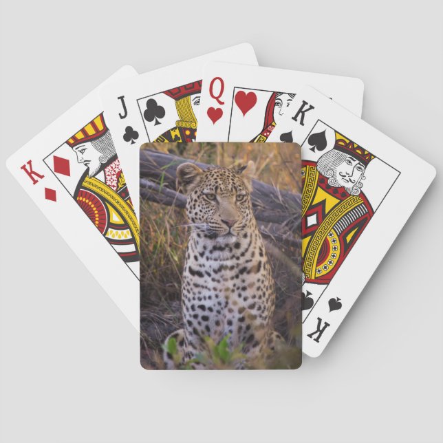 Baralho Leopardo sentado, Botsuana, África (Verso)