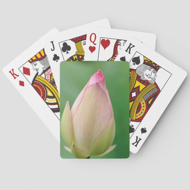 Baralho Lily Bulb, Botânica Durban (Verso)