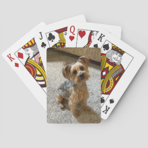 Baralho Lindo cão Westie / Yorkie para derreter seu coraçã