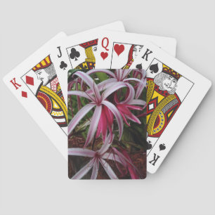 Baralho Lírio Crinum Roxo da Rainha Emma
