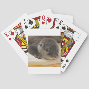 Baralho Lontra Sonolenta