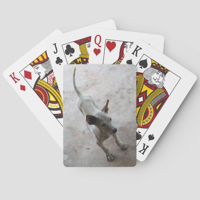 Baralho Luk Maa... Tailandês Soi Puppy Dog (Verso)