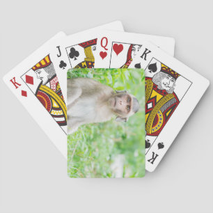 Baralho Macaco-aranha-marrom-bonito