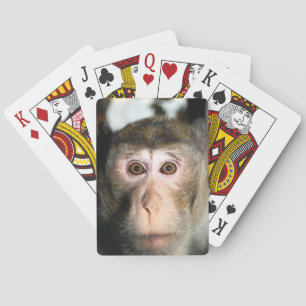 Baralho Macaco psto em perigo da floresta húmida