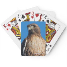 Magnífico Falcão de Altura Vermelha no Sol